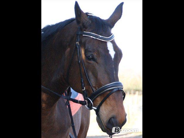 Dansk Varmblod SCHWANTE - Min dejlige Schwante Billed lånt af tidligere ejer ;)  billede 8