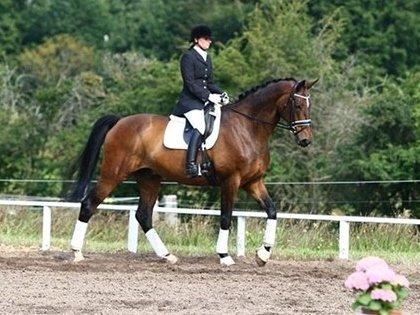 Dansk Varmblod SCHWANTE - Schwante til stævne med en af sine forrige ejere :) Lånt af tidligere ejer billede 9