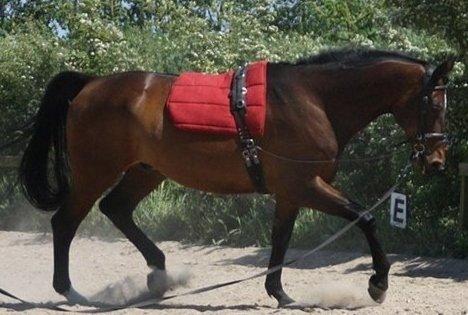 Dansk Varmblod SCHWANTE - Schwante i longe :) billedet er lånt af hans tidligere ejer billede 10