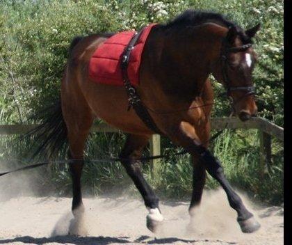 Dansk Varmblod SCHWANTE - Schwante i longe :) billedet er lånt af hans tidligere ejer billede 11