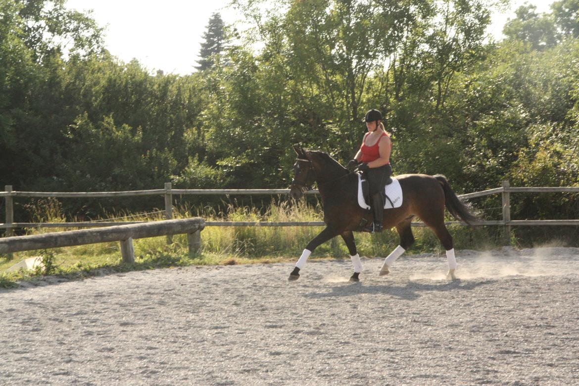 Oldenborg Quikstep af Østerholm  - Juli 2013 billede 21