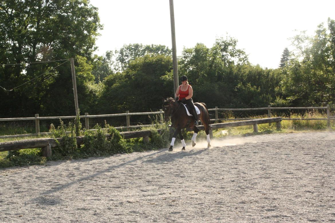 Oldenborg Quikstep af Østerholm  - Juli 2013 billede 22