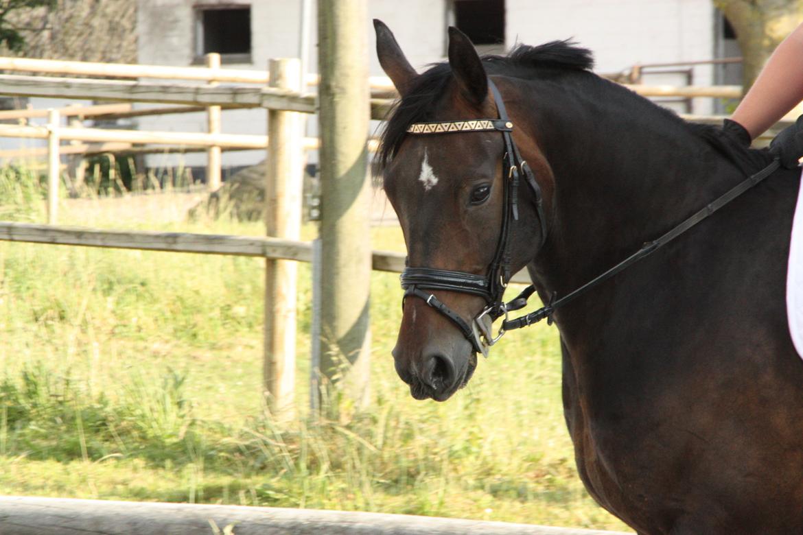 Oldenborg Quikstep af Østerholm  - Juli 2013 billede 23