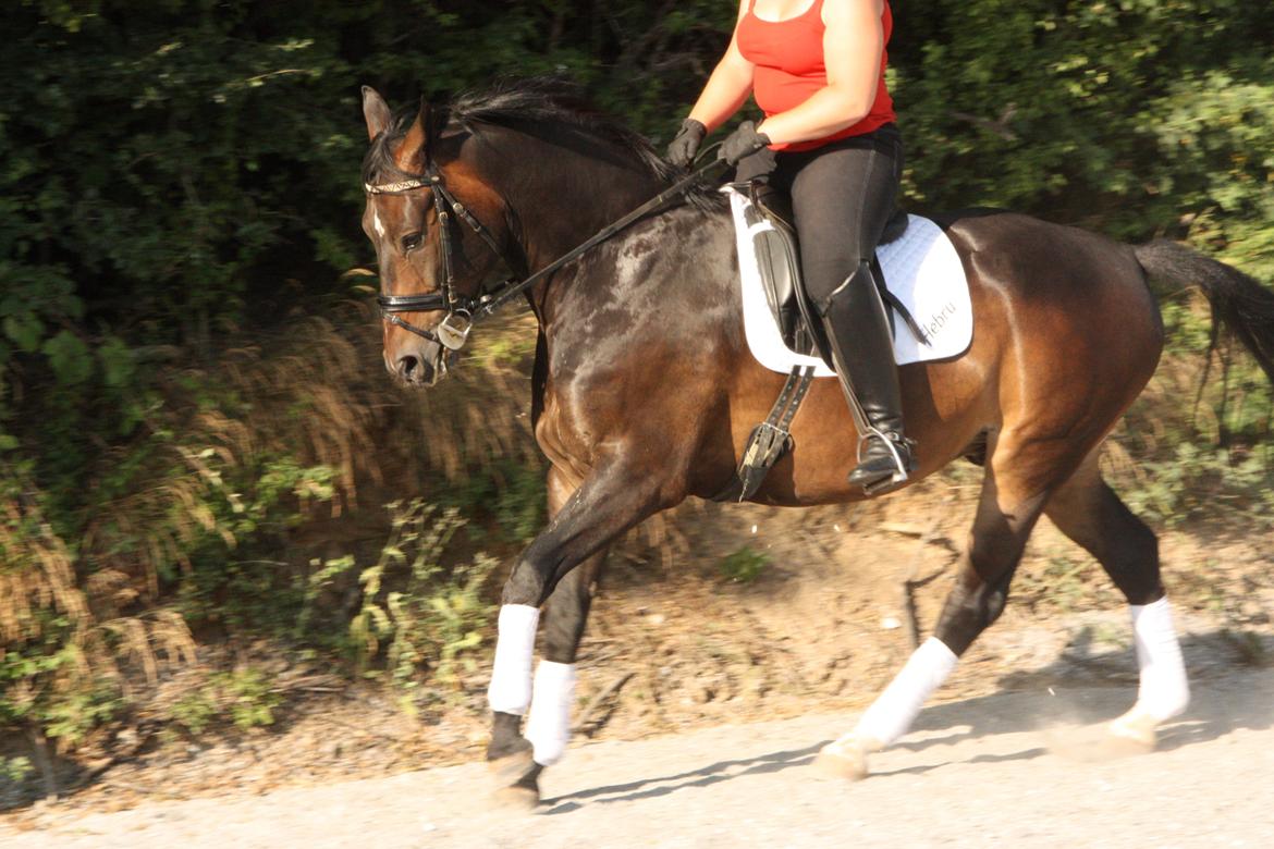 Oldenborg Quikstep af Østerholm  - Juli 2013 billede 24