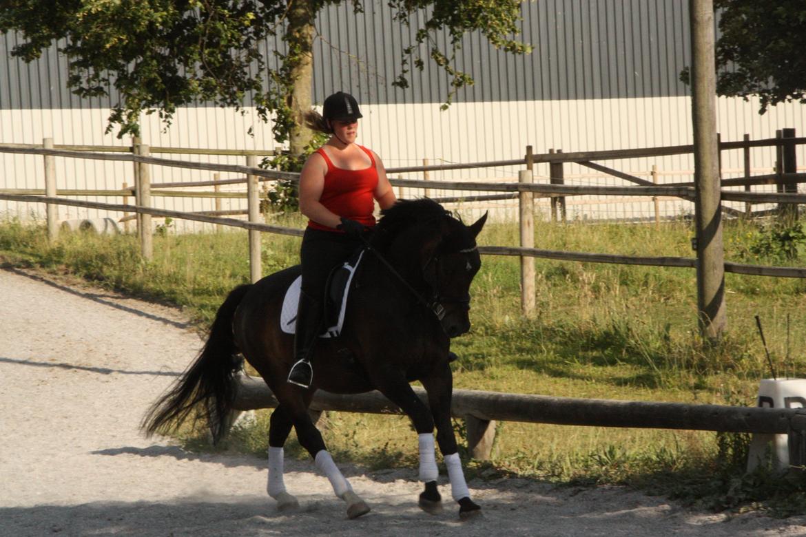 Oldenborg Quikstep af Østerholm  - Juli 2013 billede 26