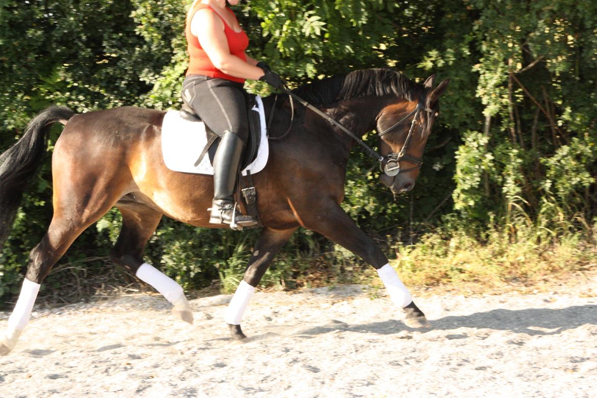 Oldenborg Quikstep af Østerholm  - Juli 2013 billede 27