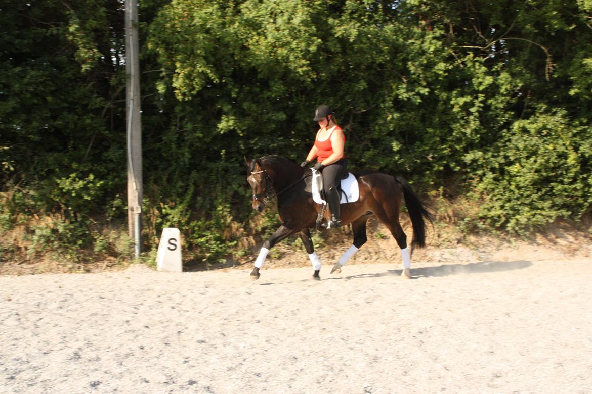 Oldenborg Quikstep af Østerholm  - Juli 2013 billede 28