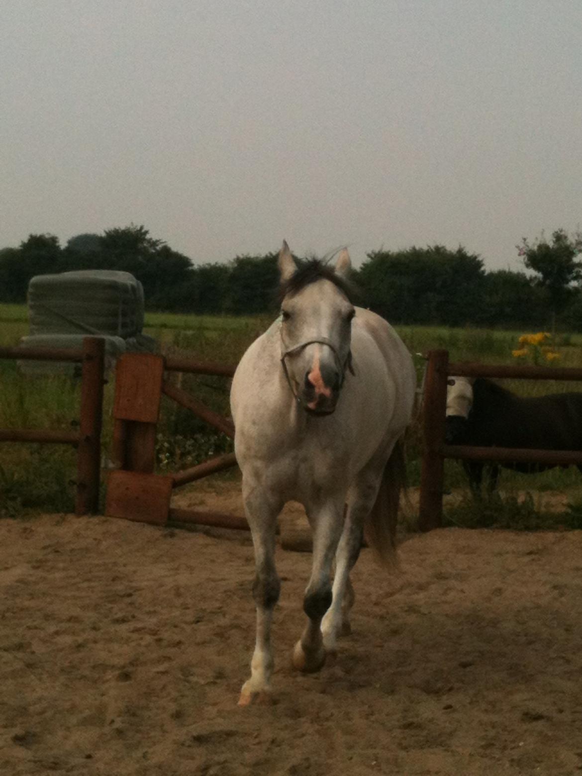 Anden særlig race Lyngs My Little Fellow ( Buddy ) <3 billede 7