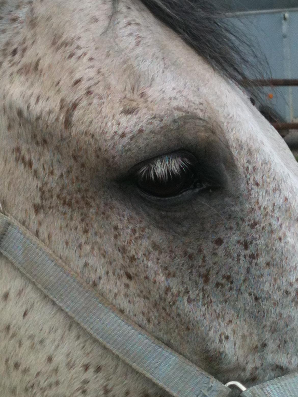 Anden særlig race Lyngs My Little Fellow ( Buddy ) <3 billede 9