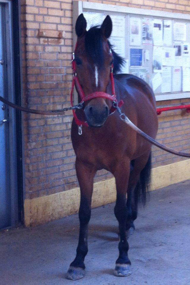 Anden særlig race Spirit billede 14