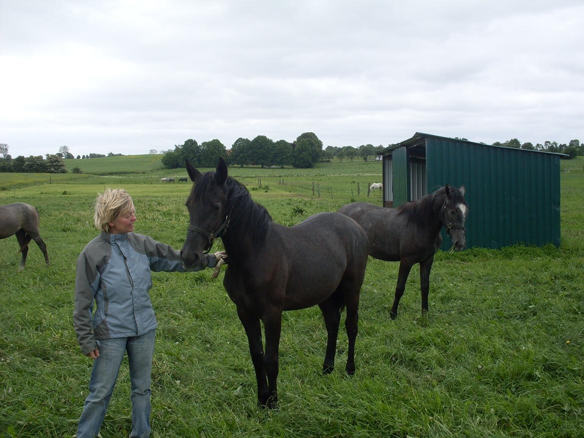 Lipizzaner Fantasia - 290 - 13/6-10, da vi så hende første gang på Ordrupdal billede 8