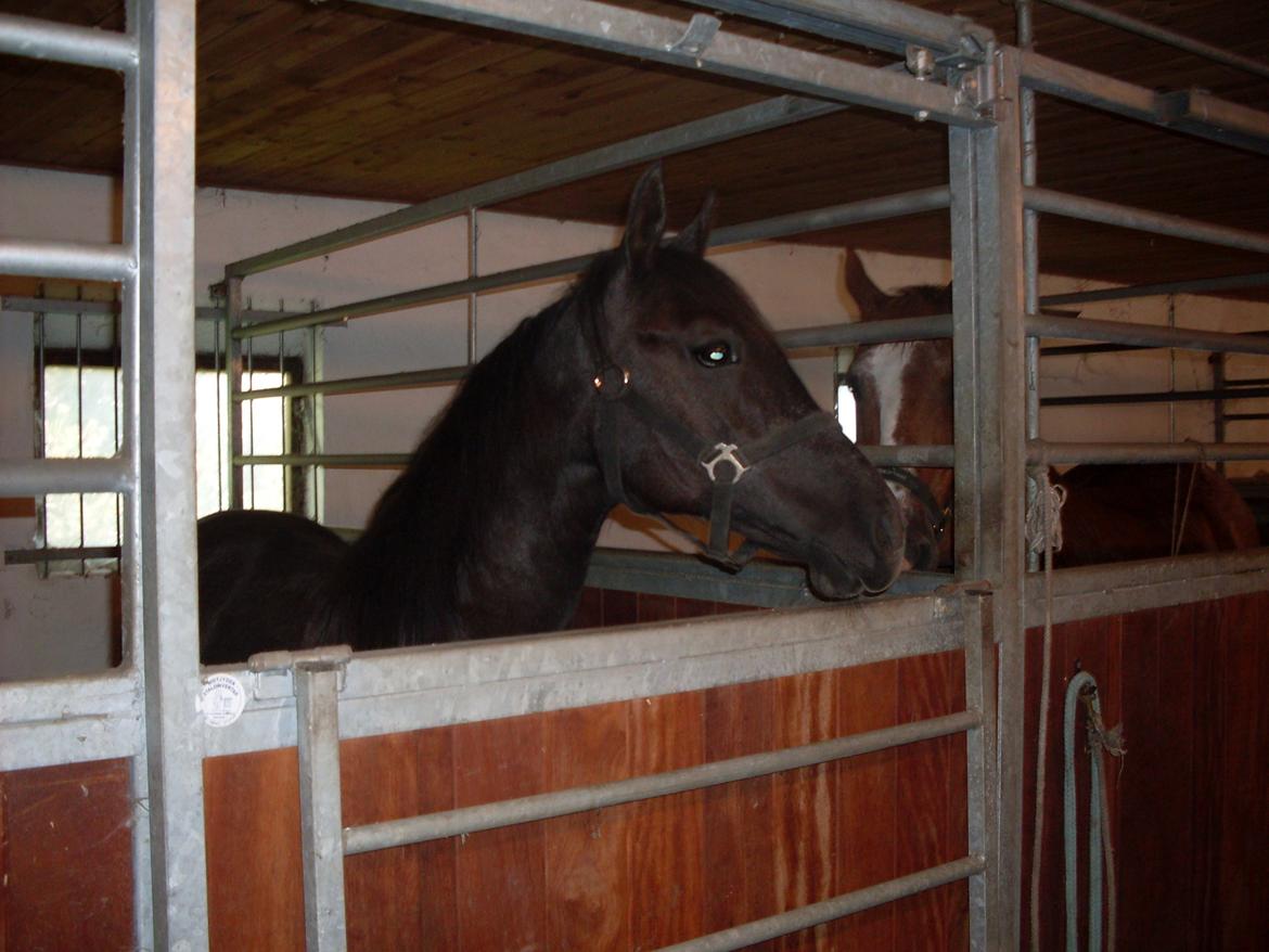 Lipizzaner Fantasia - 290 - 29/6-10, hun er lige kommet hjem billede 9