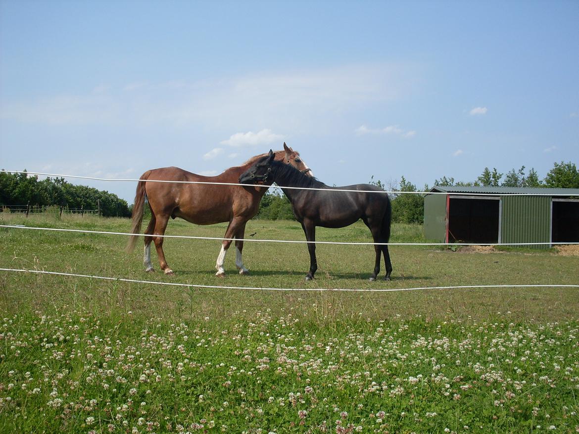Lipizzaner Fantasia - 290 - 29/6-10, første gang på fold billede 10