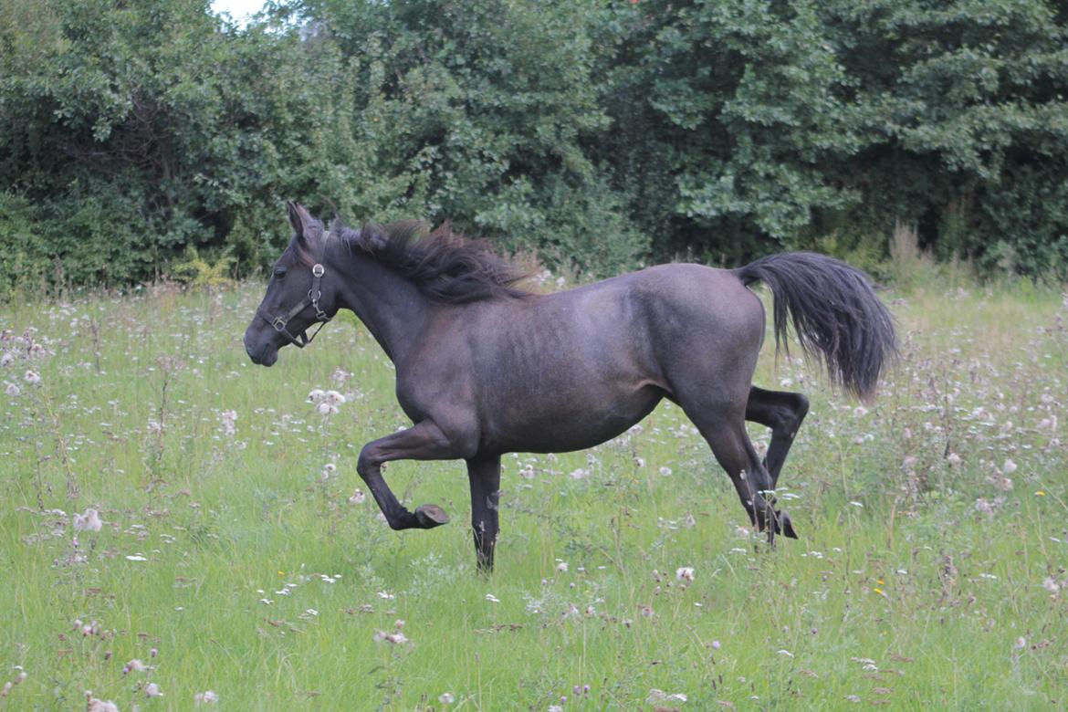 Lipizzaner Fantasia - 290 - 4/9-10 billede 11