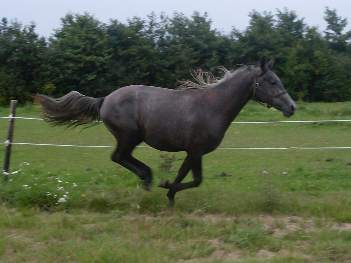 Lipizzaner Fantasia - 290 - 6/7-11 billede 12