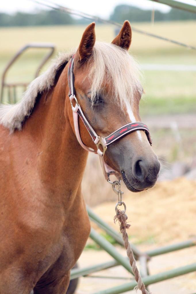 Anden særlig race Gry Soleil [Himmelhest] - Kort tid efter jeg fik hende hjem. billede 4