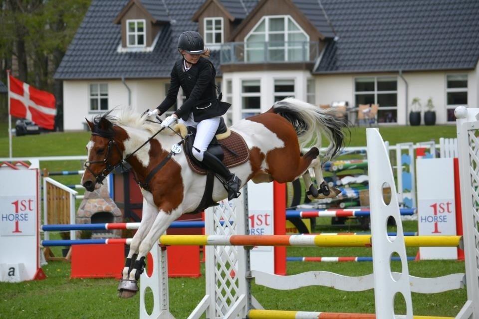 Pinto Hidalgo - Morsø 2013 billede 19