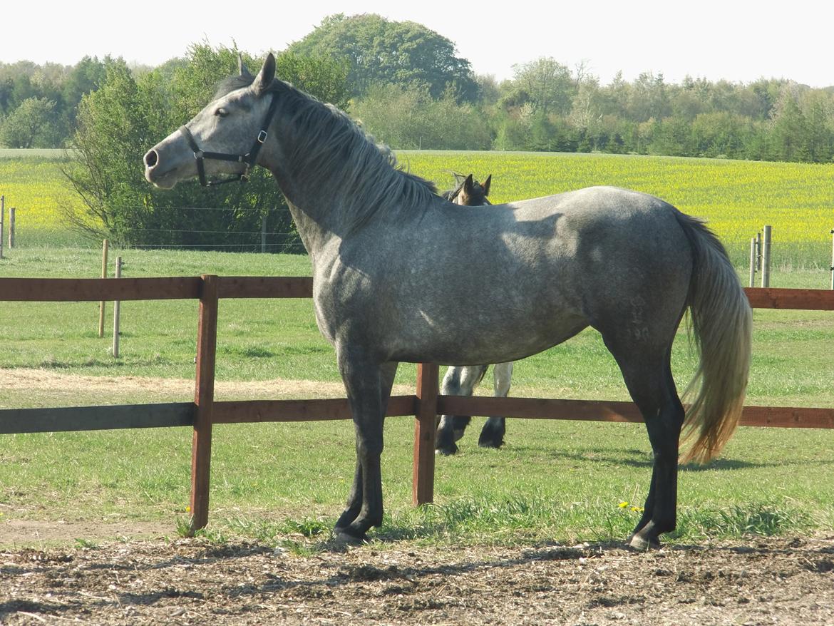 Lipizzaner Fantasia - 290 - 15/5-13 billede 13