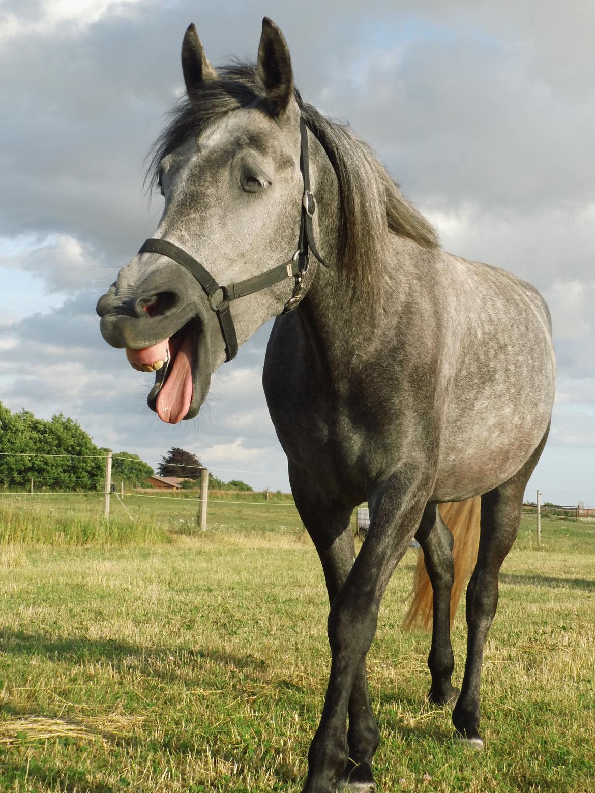 Lipizzaner Fantasia - 290 - 19/7-13 Gaaaab :) billede 14