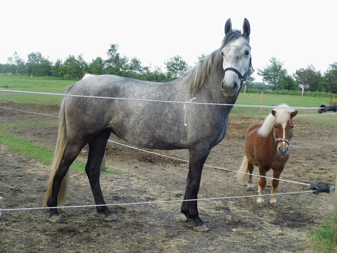 Lipizzaner Fantasia - 290 - 29/5-13. Fanny og Smølf billede 17