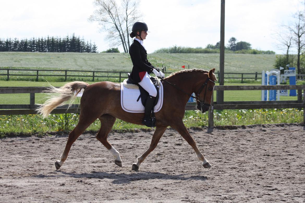 New Forest Vindegårdens Shining Safir - Min største stjerne <3 billede 11