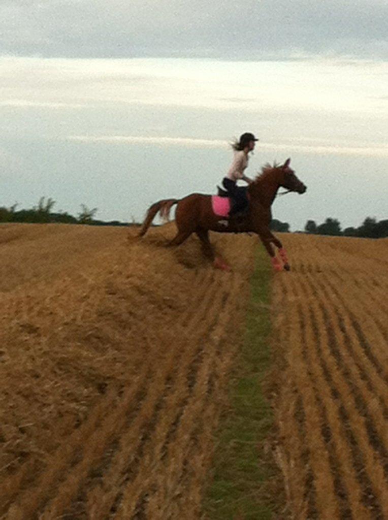 Welsh Partbred (Sec F) sweet about me *soul mate* billede 22