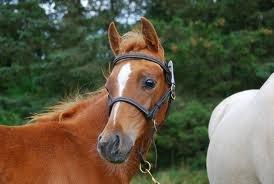 Welsh Partbred (Sec F) sweet about me *soul mate* billede 44