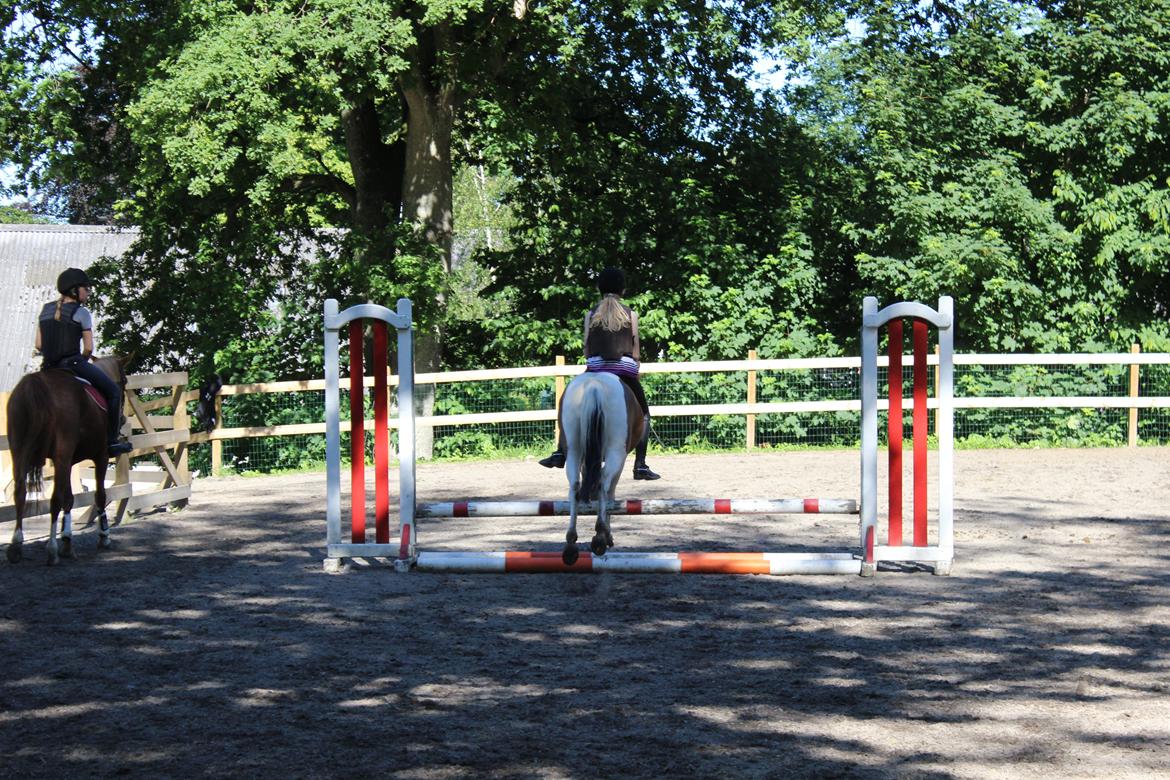 Anden særlig race Jack (savnet) billede 30