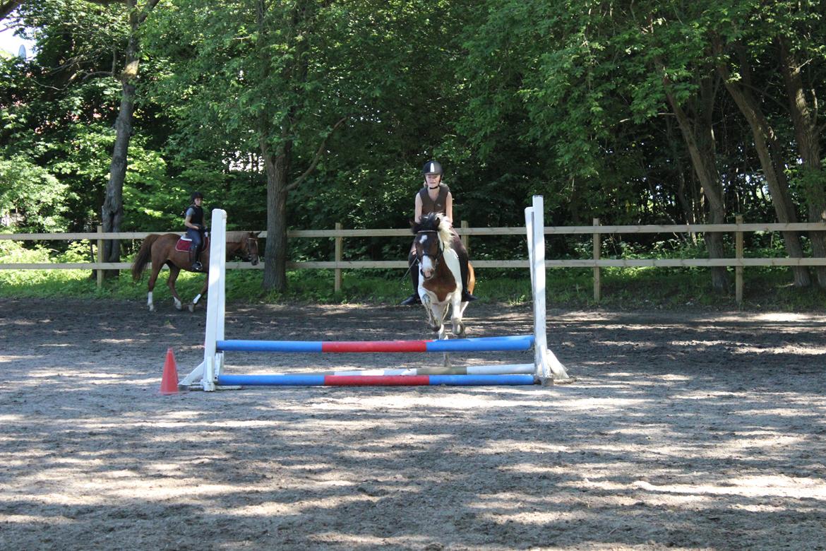 Anden særlig race Jack (savnet) billede 21