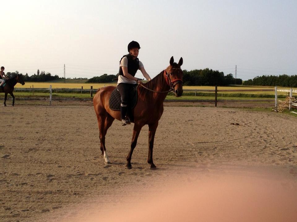 Traver Swept To Klindtholm - Så var jeg på ryggen af sweppi for første gang :D  billede 8