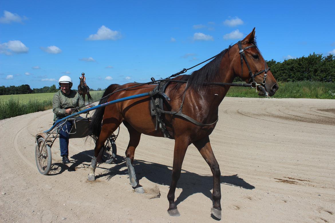 Traver Swept To Klindtholm - Sweppi ud og træne for vogn :D  billede 4