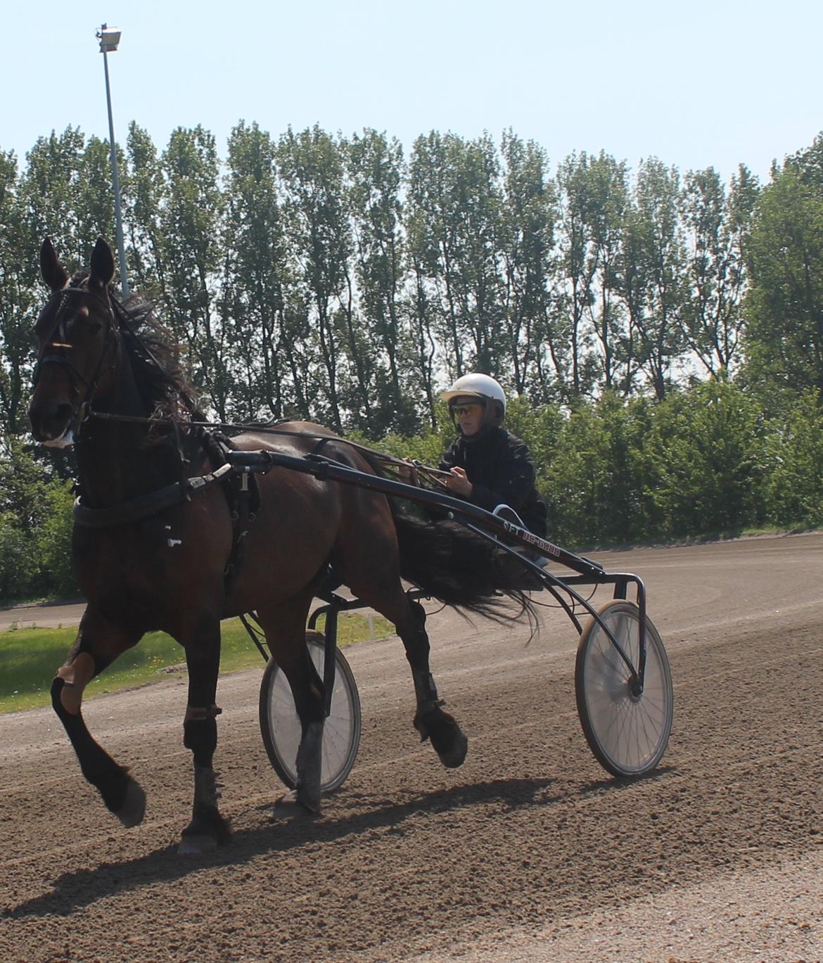 Traver Odin Toft - Odin & jeg ude og køre på Nykøbing Falster travbane billede 2