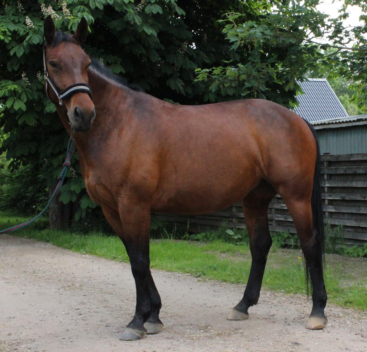 Oldenborg Bødker's Bailey - Min skønne hest billede 15