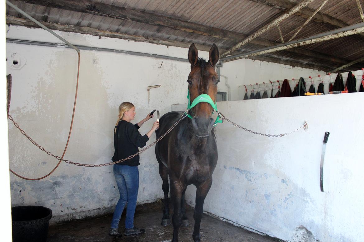 Traver Odin Toft billede 4