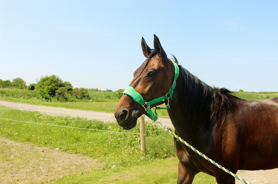 Traver Odin Toft billede 5