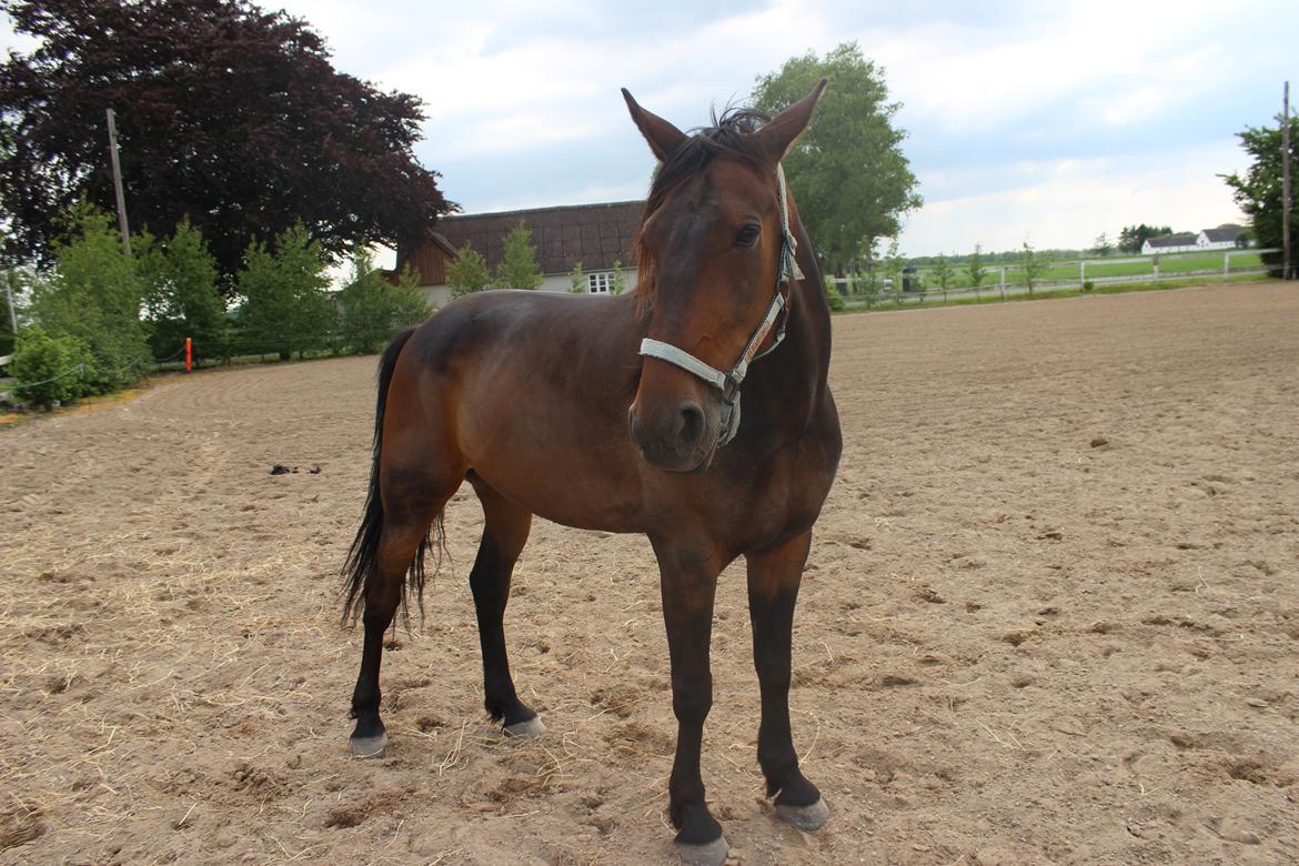 Traver Odin Toft billede 6