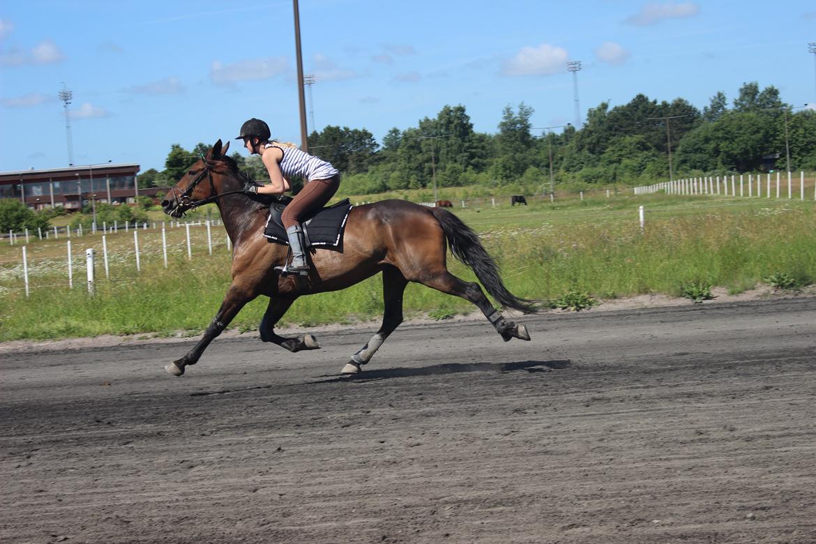 Traver Odin Toft billede 7