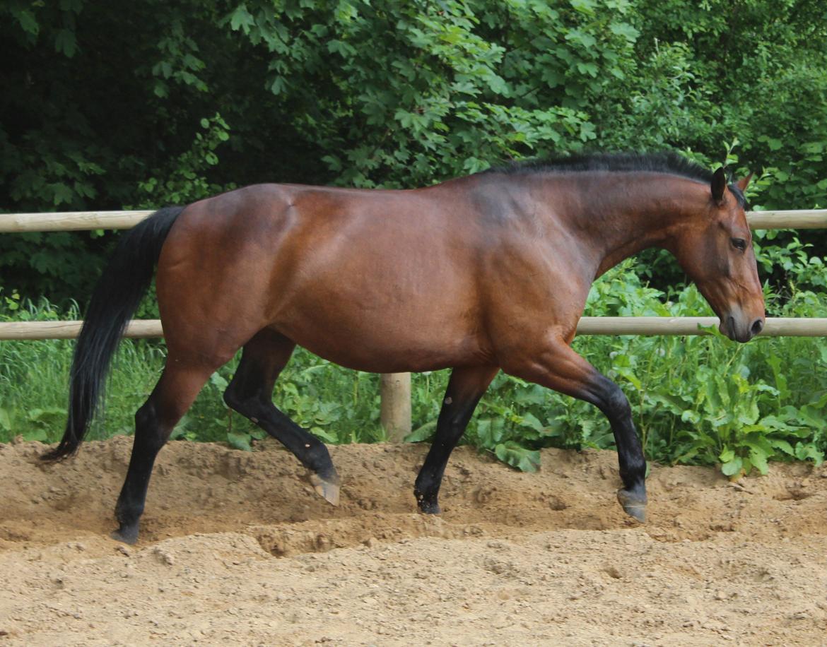 Oldenborg Bødker's Bailey - Dejlig trav, Bailey løs i roundpen billede 17
