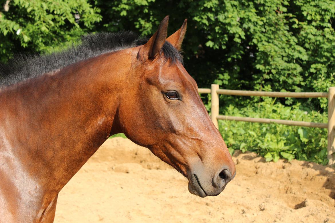 Oldenborg Bødker's Bailey - Min smukke smukke pige<3 billede 18