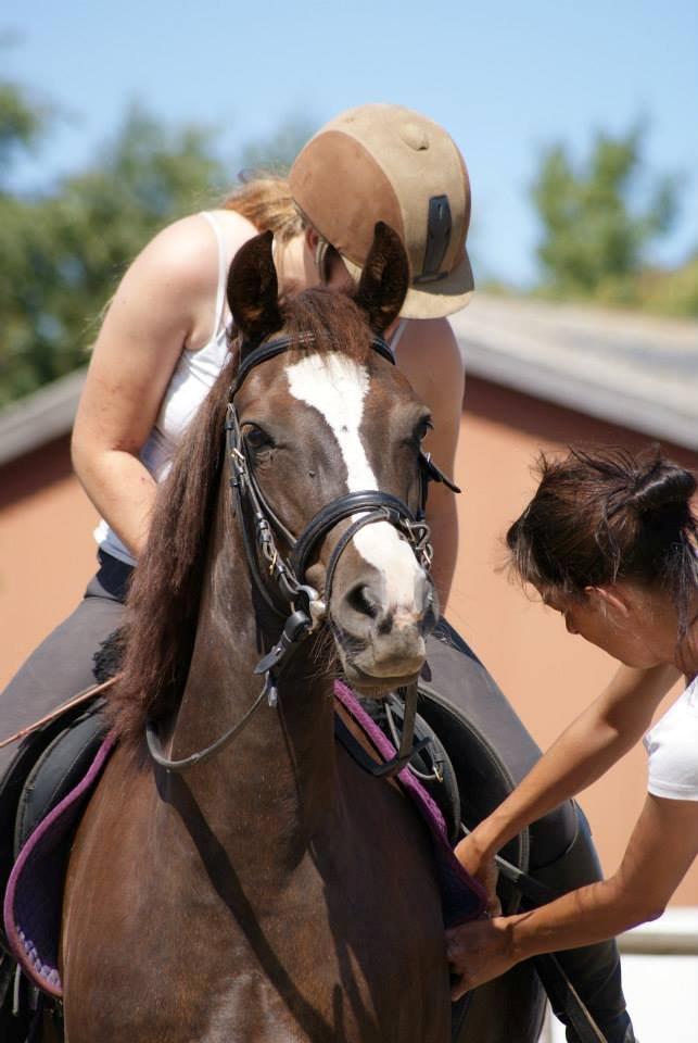 Anden særlig race Honey (Har redet) billede 10