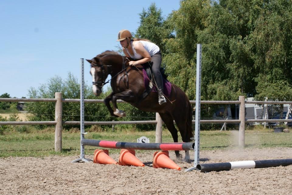 Anden særlig race Honey (Har redet) billede 14