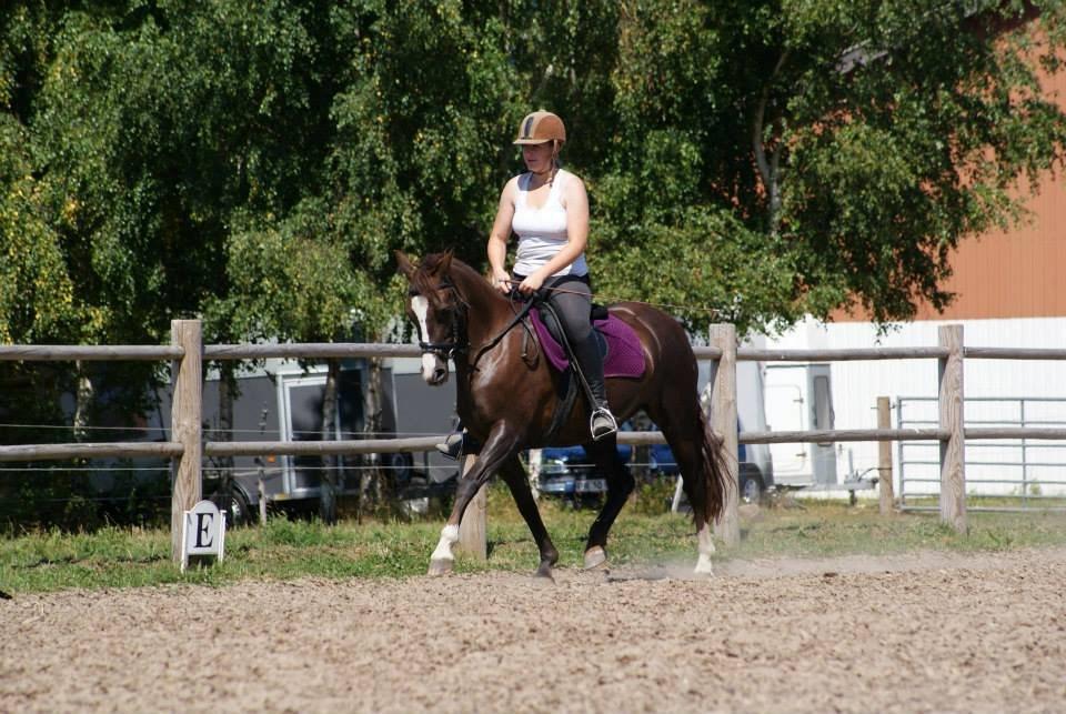 Anden særlig race Honey (Har redet) billede 13