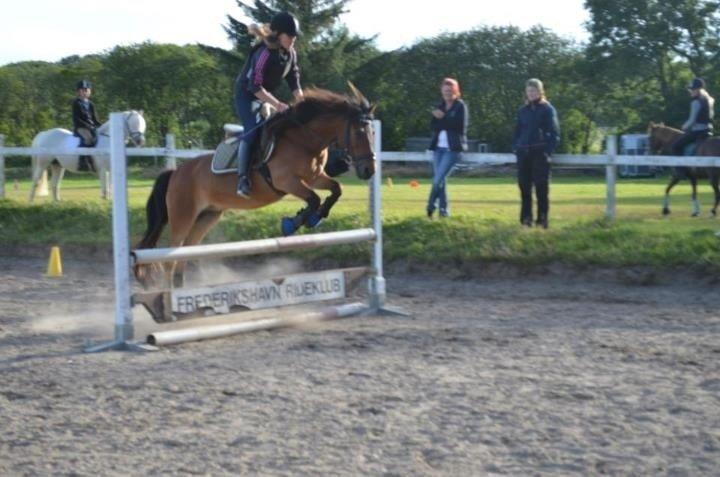 Anden særlig race Chico billede 1