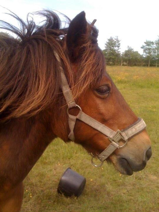 Anden særlig race Chico billede 2