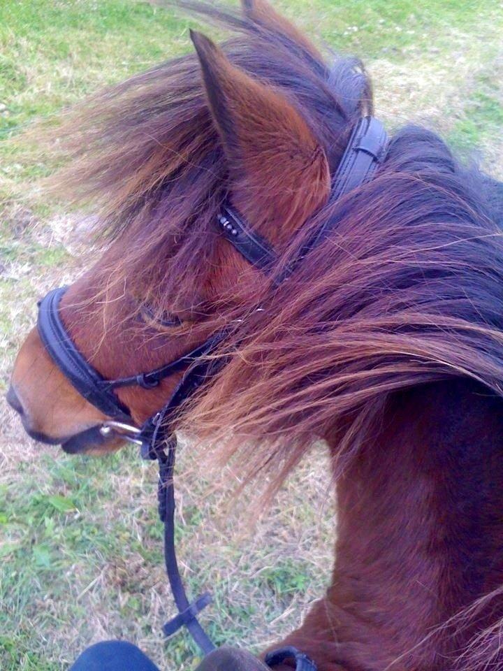 Anden særlig race Chico billede 3