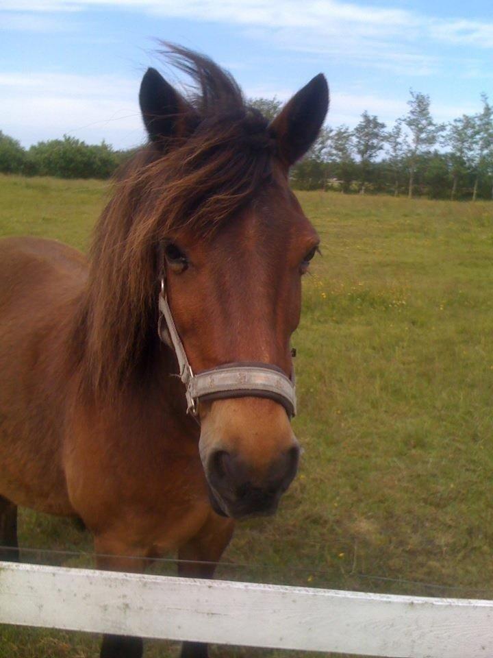 Anden særlig race Chico billede 4