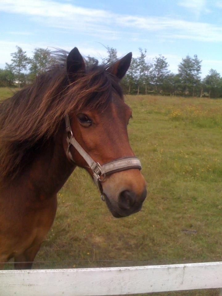 Anden særlig race Chico billede 5