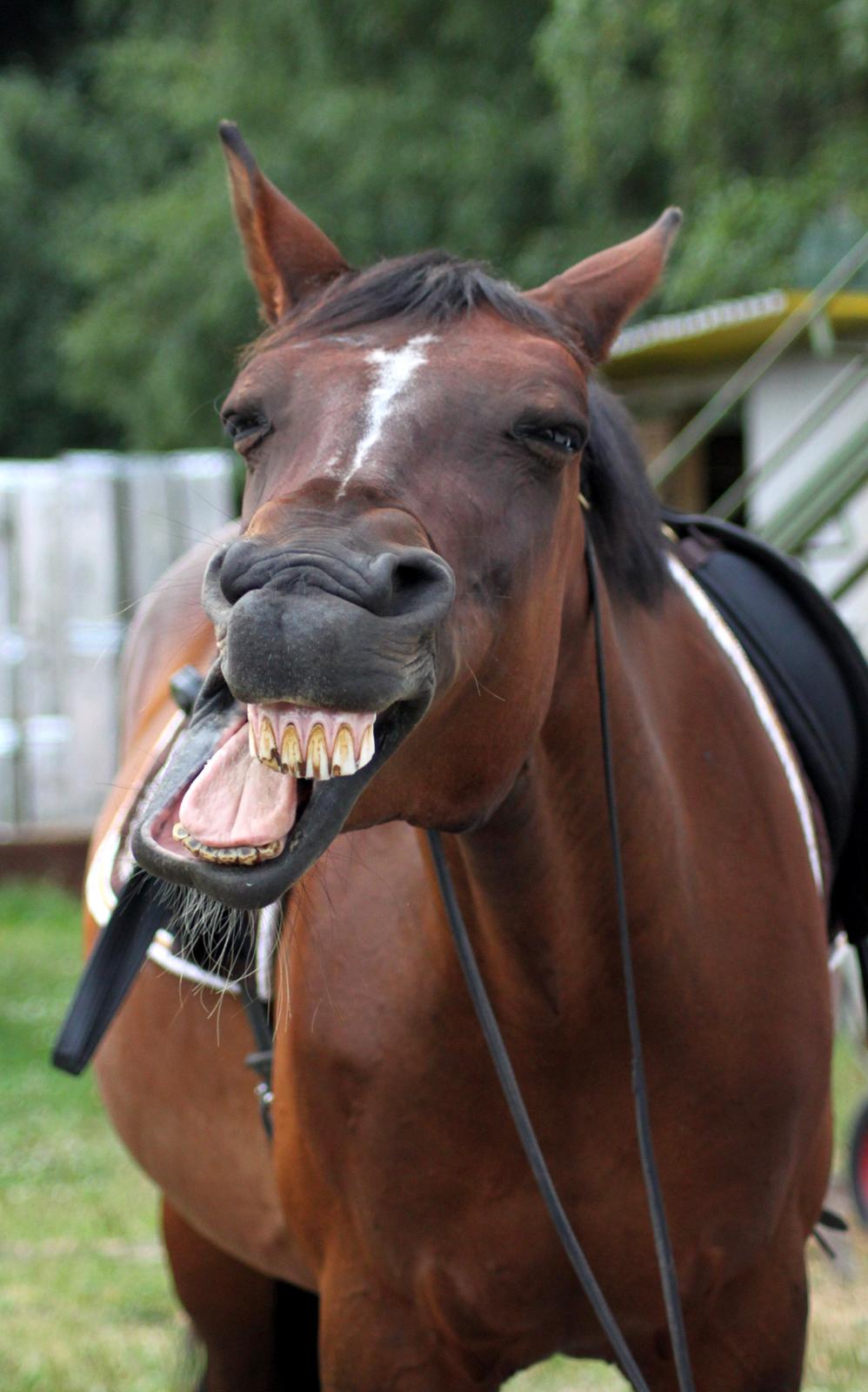 Anden særlig race Stald Birkelys Issebelle - Min yderst charmerende krikke juli 2013 ♥ Foto: Mette Borre billede 5