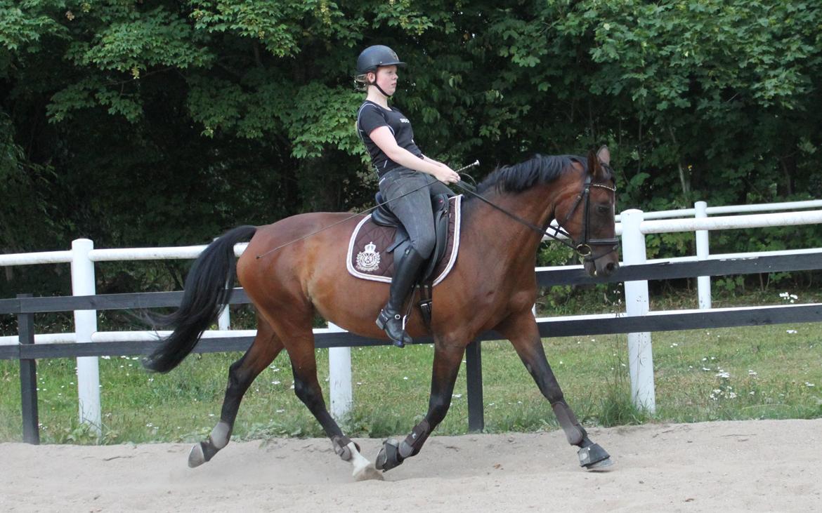 Anden særlig race Stald Birkelys Issebelle - Dressurhesten 27.07.2013 ♥ Foto: Mette Borre billede 9