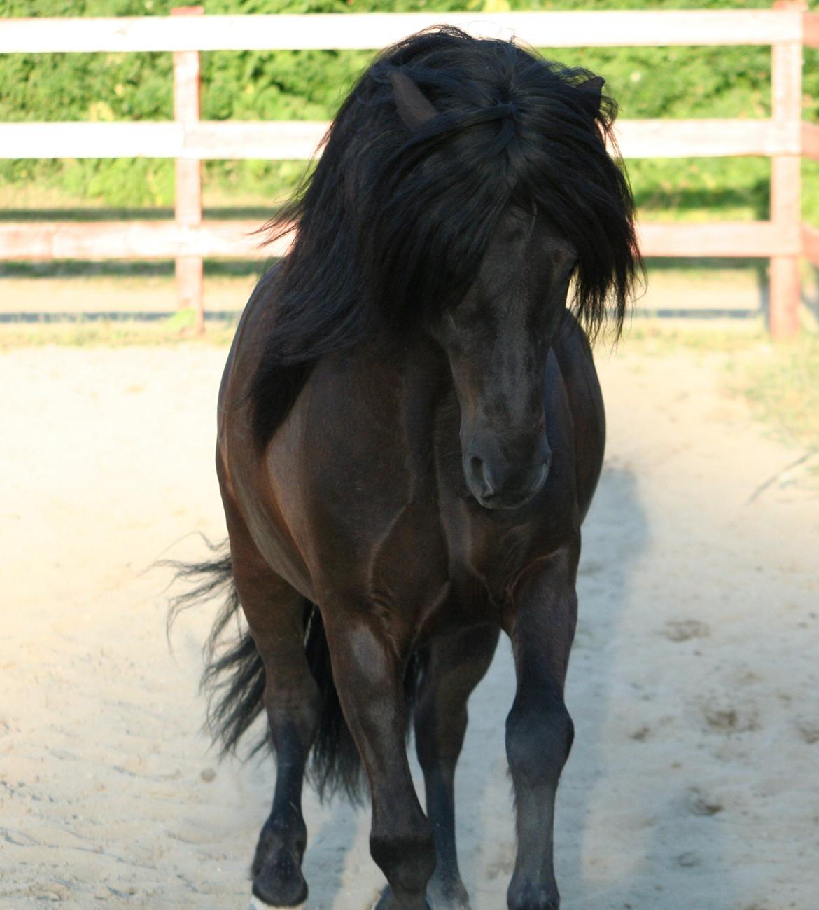 Islænder Grani fra Rimmensgaard billede 3